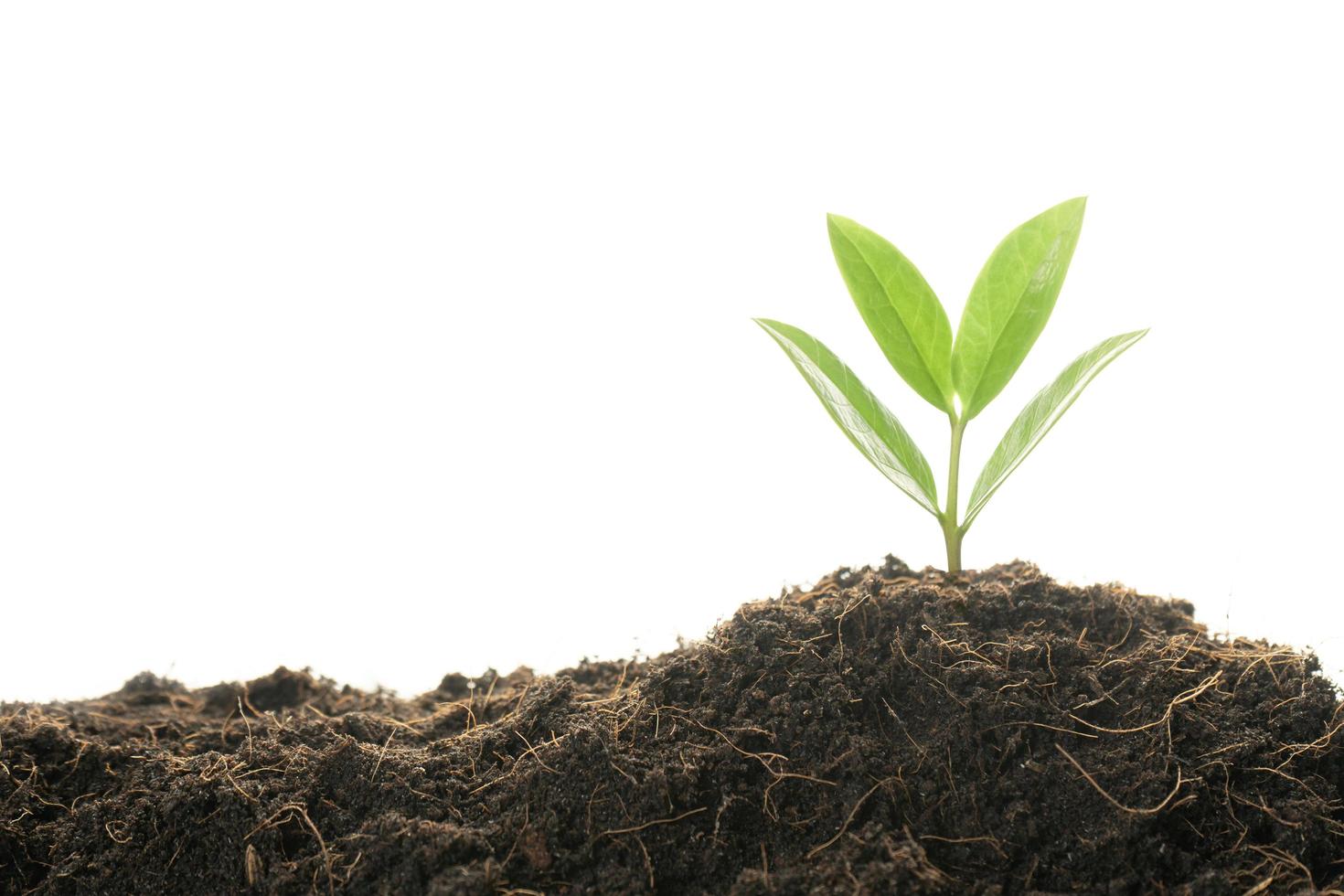 Young plant growing out from soil isolated on white background photo