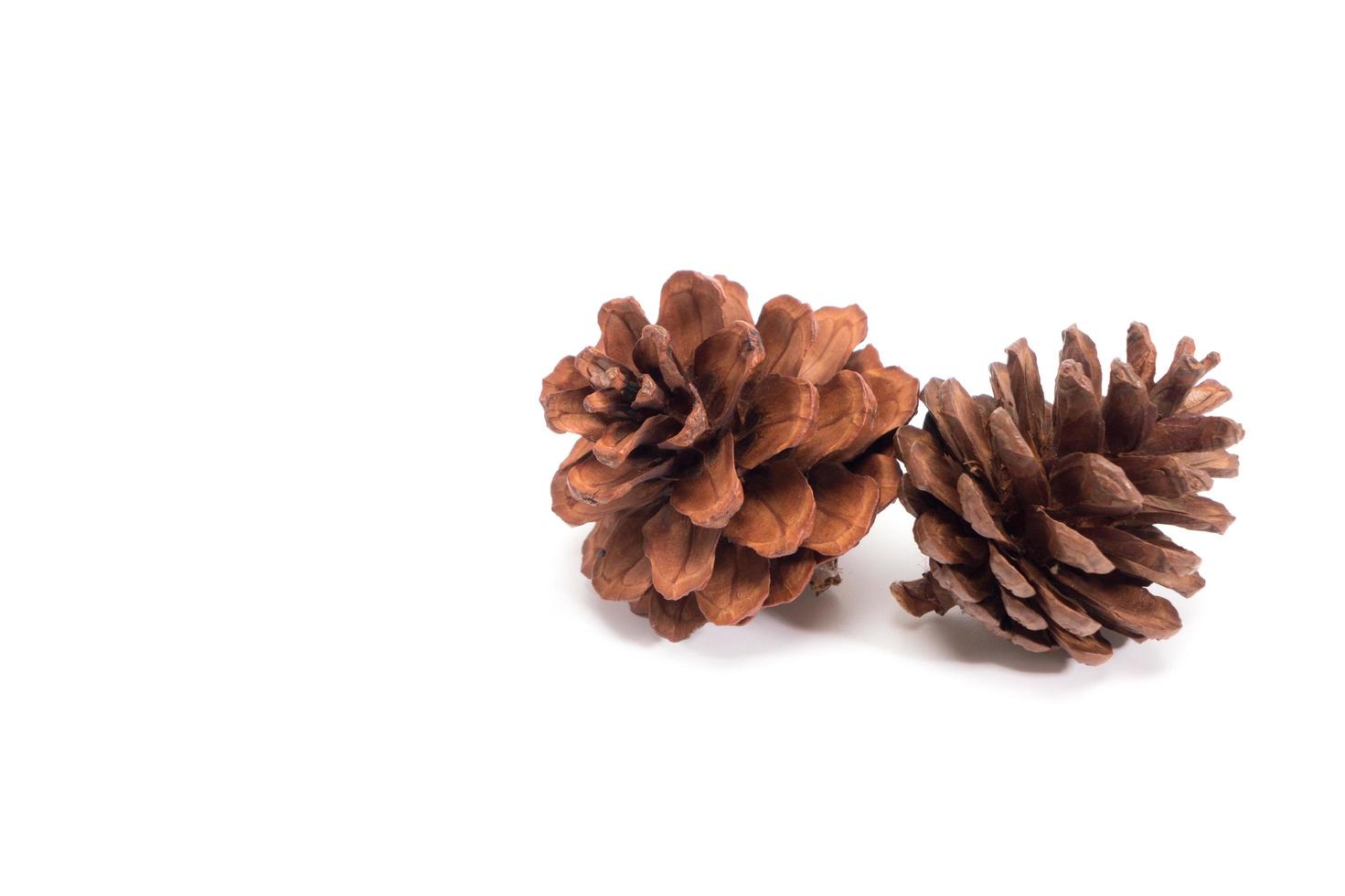 pine cone on white background for Christmas decorative photo