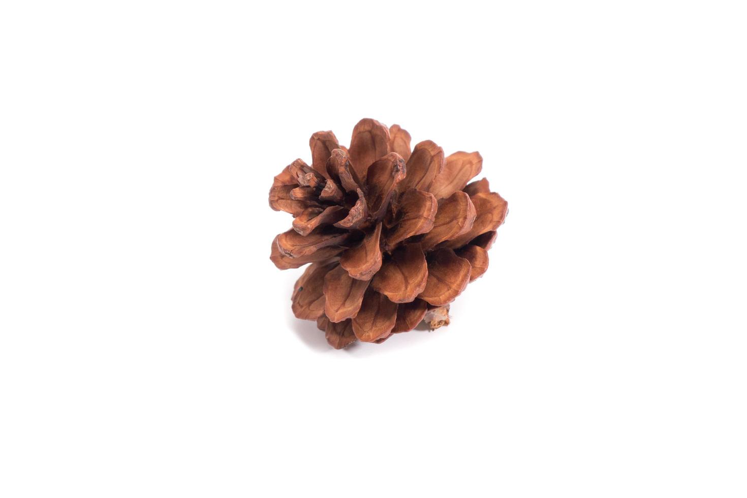 pine cone on white background for Christmas decorative photo