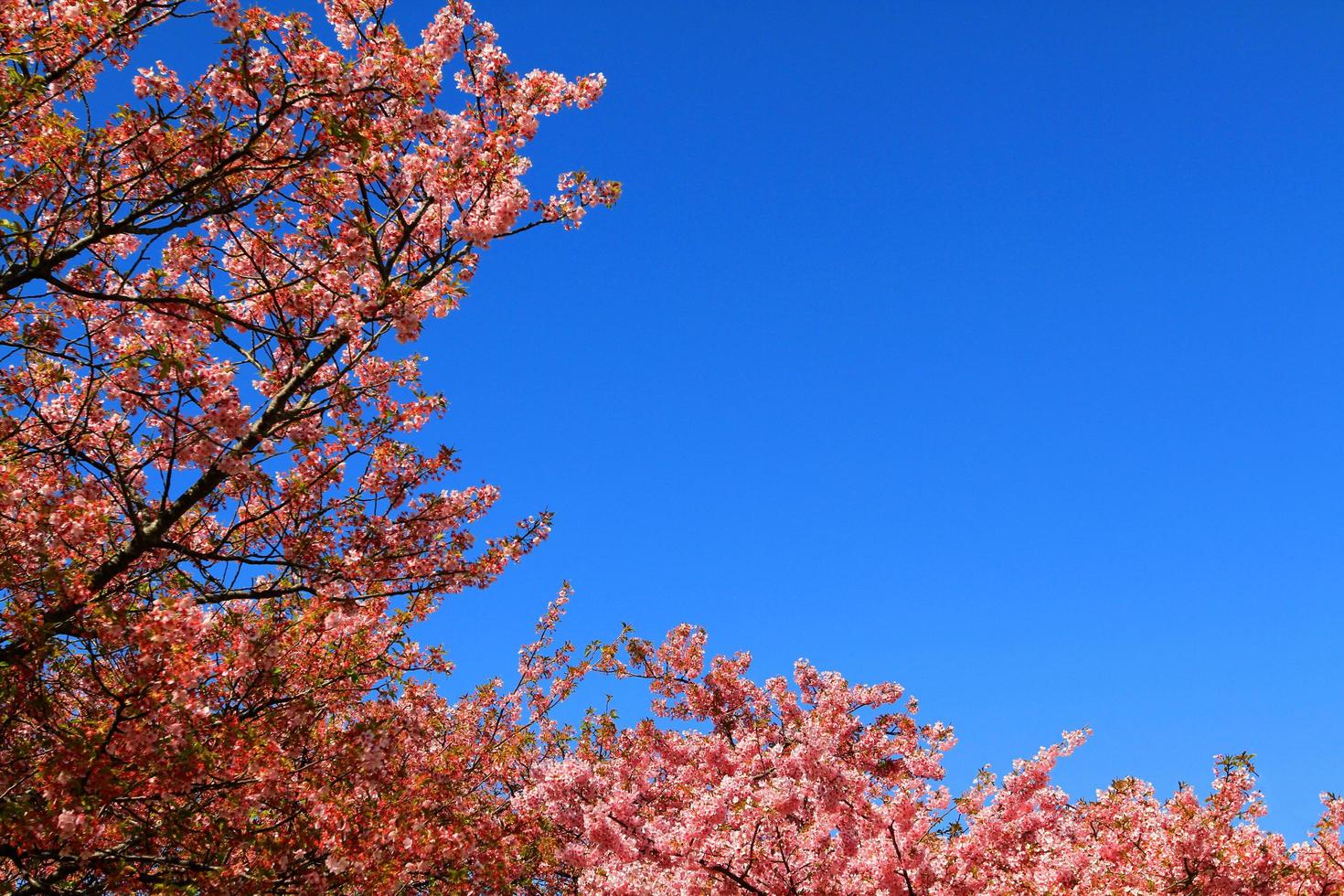Beautiful spring wild Himalayan cheery blossom blooming on trees with sunlight flare or leak and clear blue sky background at park garden Tokyo, Japan. Pink Sakura flower bushes with copy space. photo
