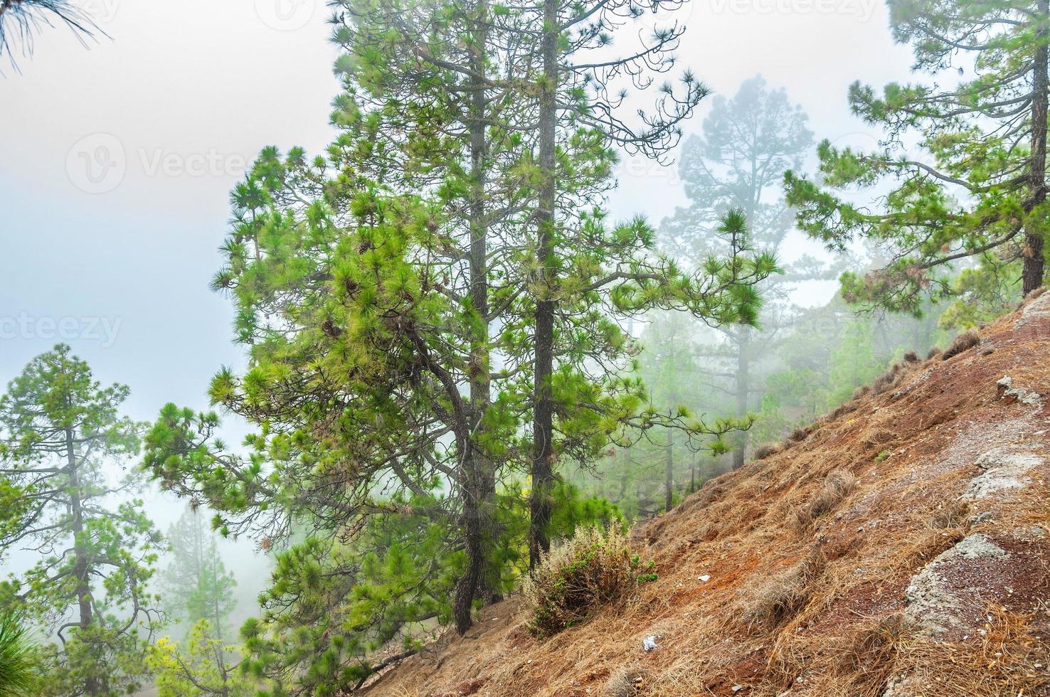 Canarian pines, pinus canariensis in the Corona Forestal Nature photo