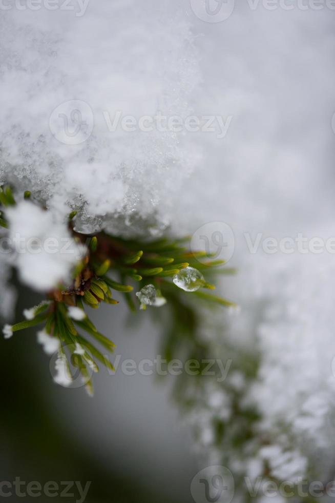 christmas evergreen pine tree covered with fresh snow photo