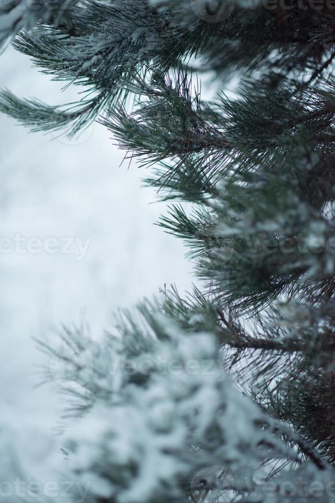 christmas evergreen pine tree covered with fresh snow photo