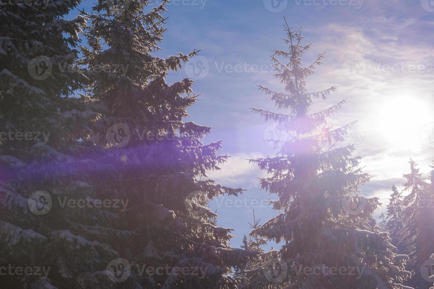 winter landscape in forest at sunset photo