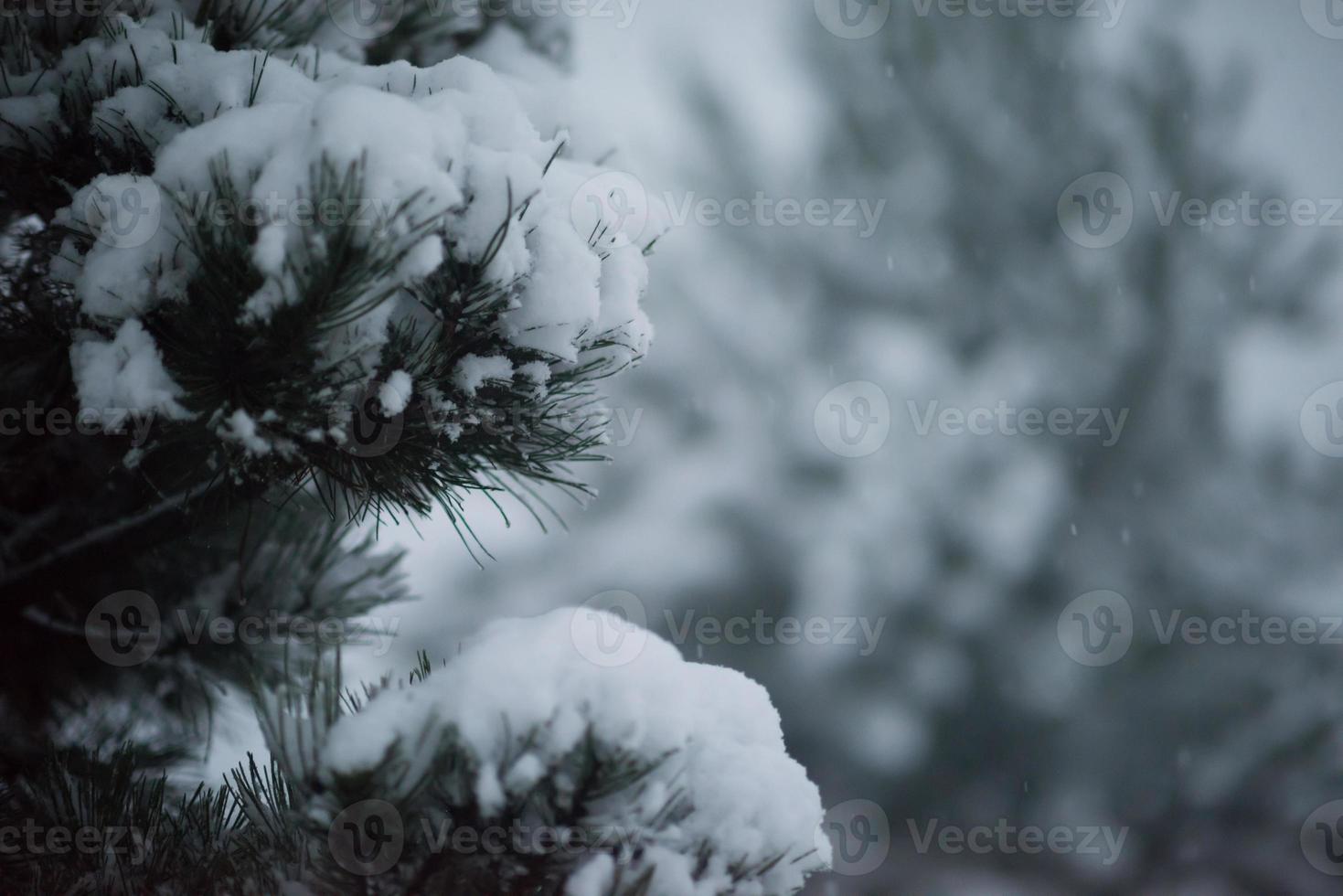 christmas evergreen pine tree covered with fresh snow photo