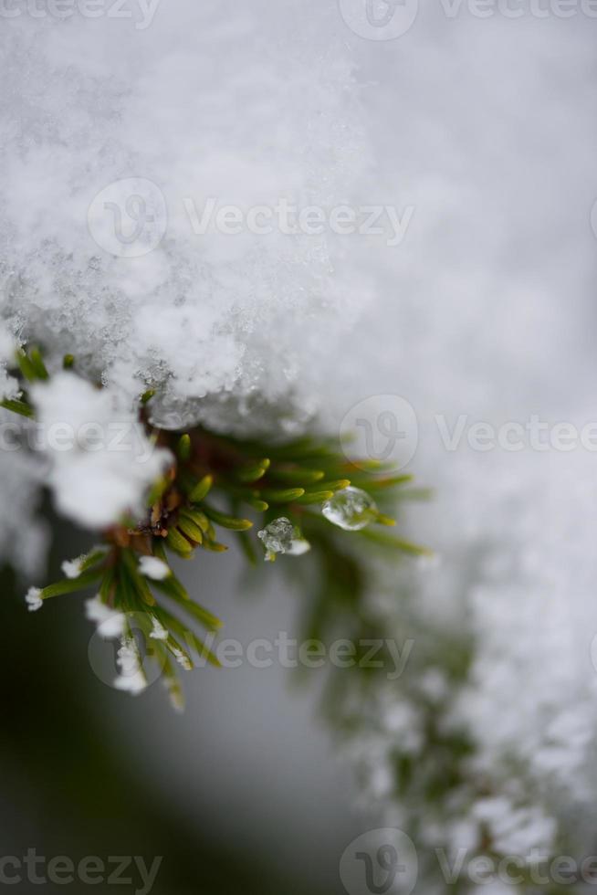 christmas evergreen pine tree covered with fresh snow photo