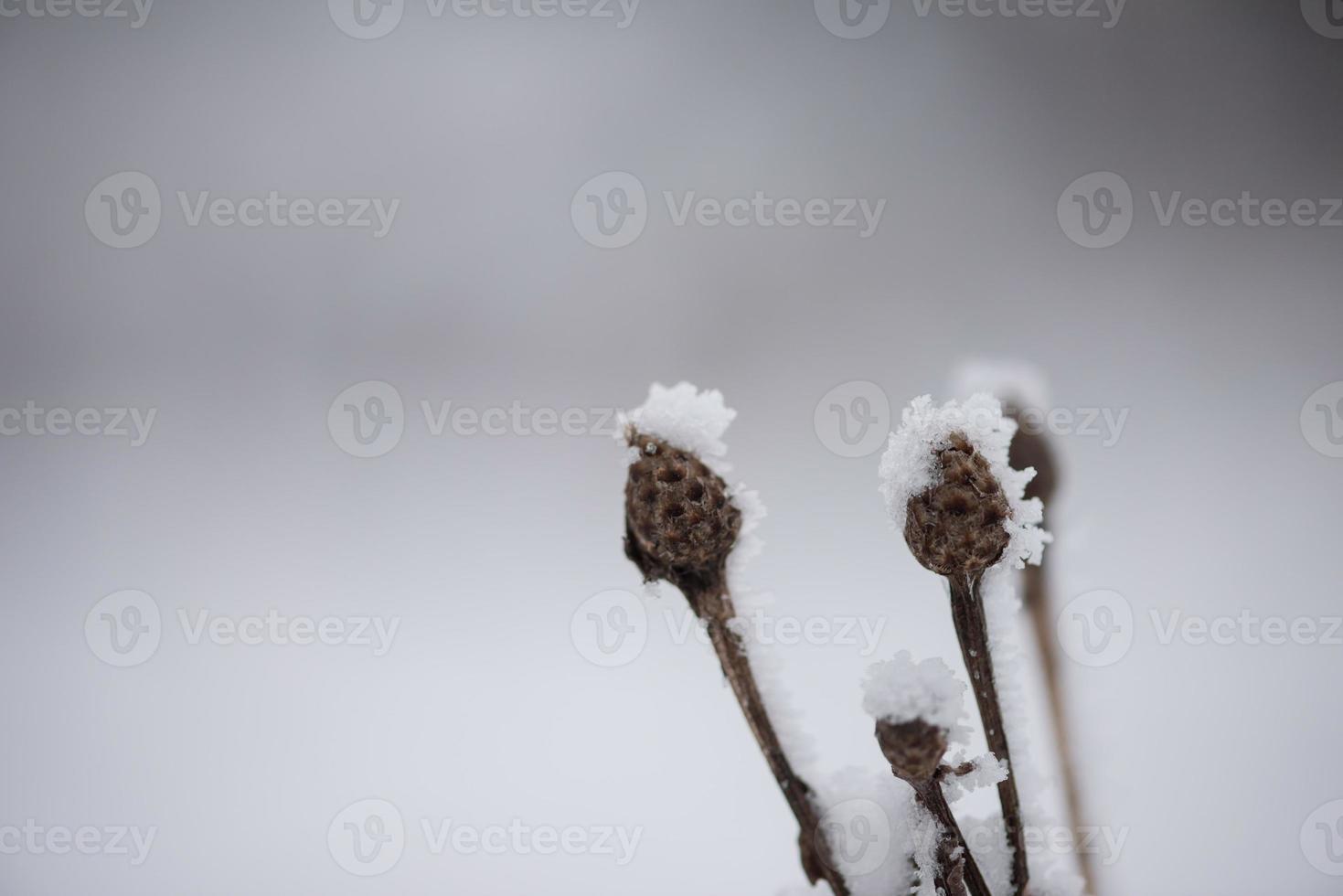 christmas evergreen pine tree covered with fresh snow photo