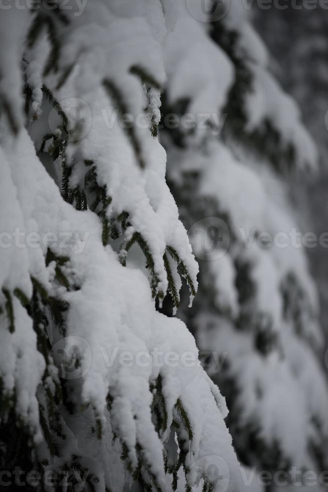 christmas evergreen pine tree covered with fresh snow photo