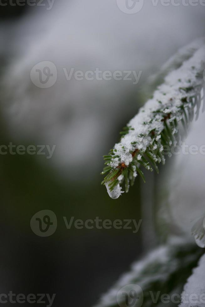 pino de hoja perenne de navidad cubierto de nieve fresca foto