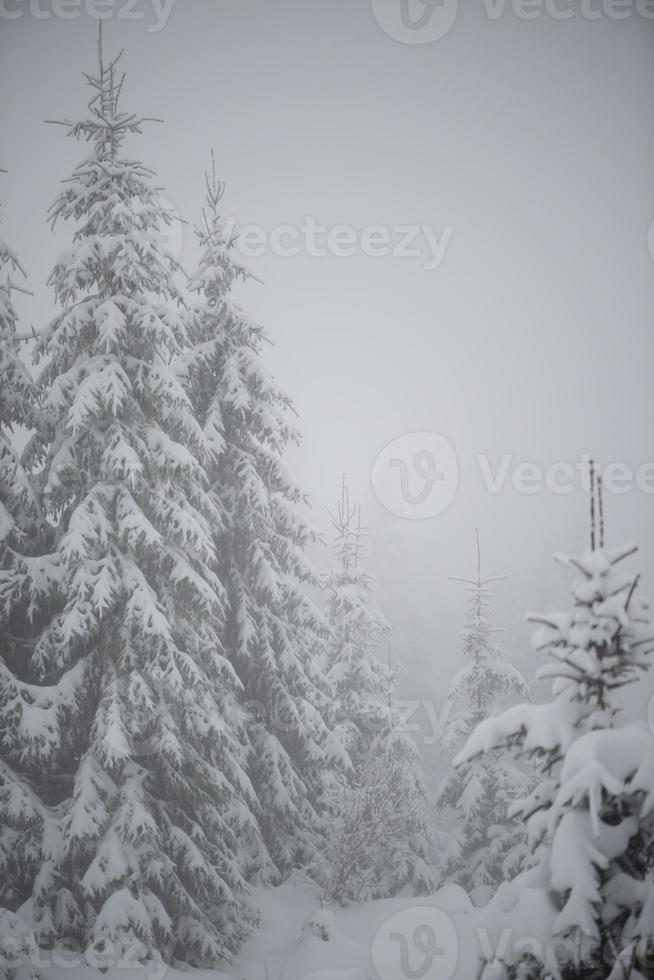 pino de hoja perenne de navidad cubierto de nieve fresca foto