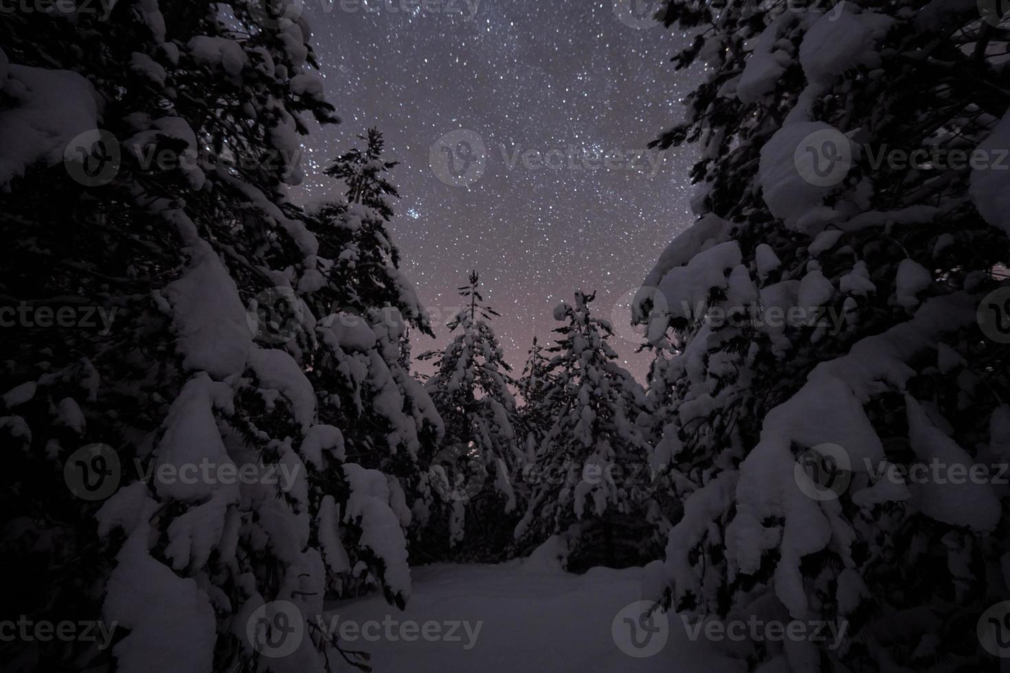 winter night landscape nature forest photo