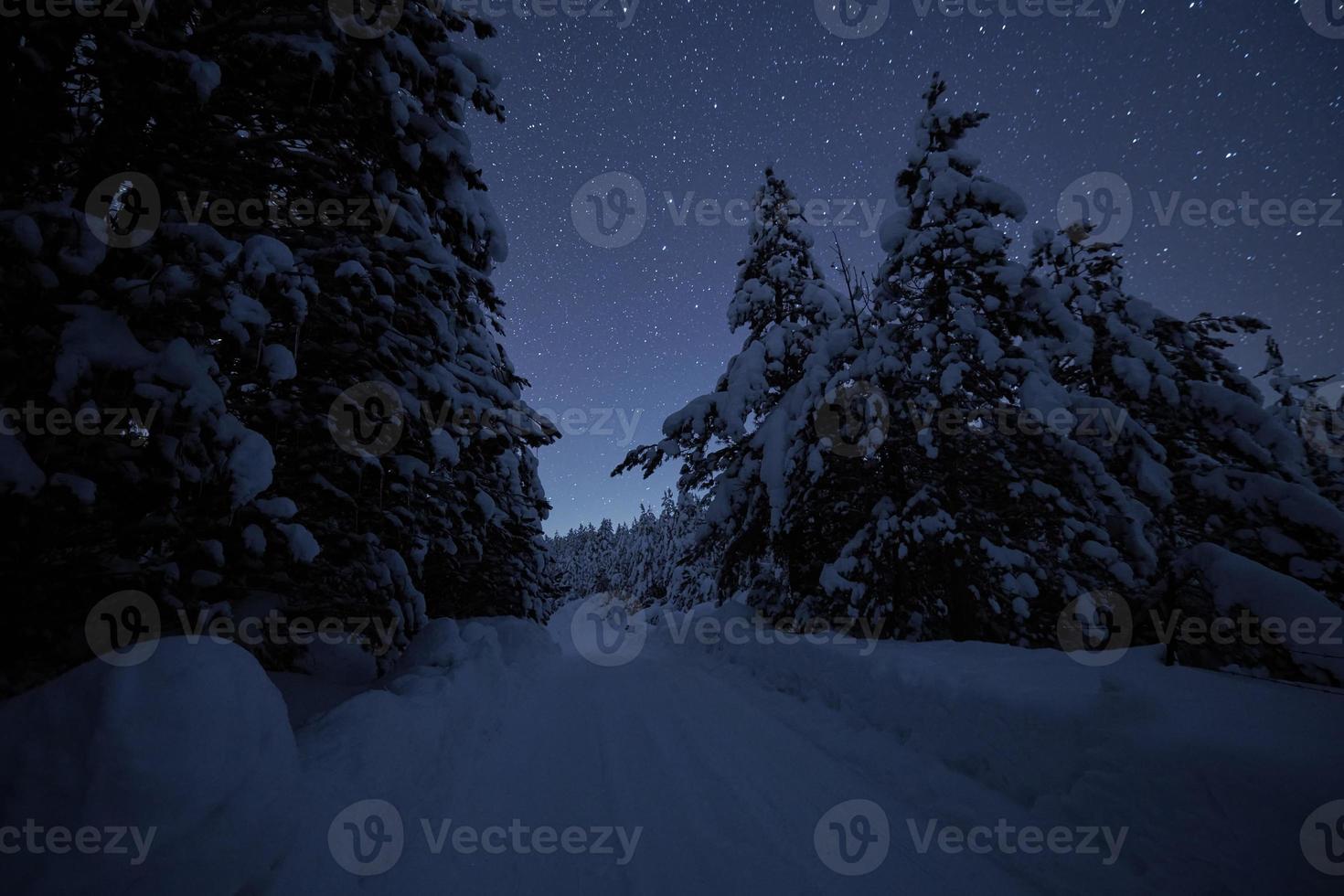 winter night landscape nature forest photo