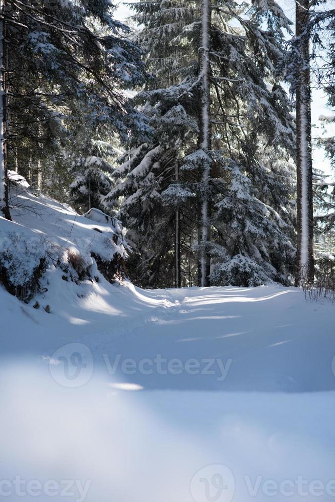 paisaje de invierno en el bosque al atardecer foto