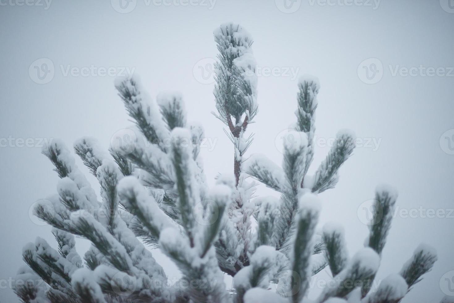 christmas evergreen pine tree covered with fresh snow photo