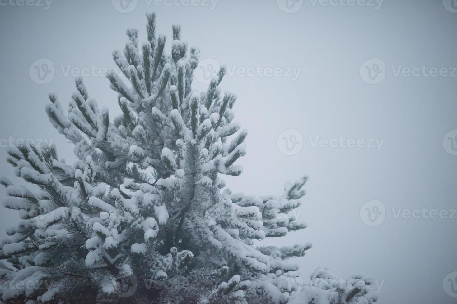 christmas evergreen pine tree covered with fresh snow photo
