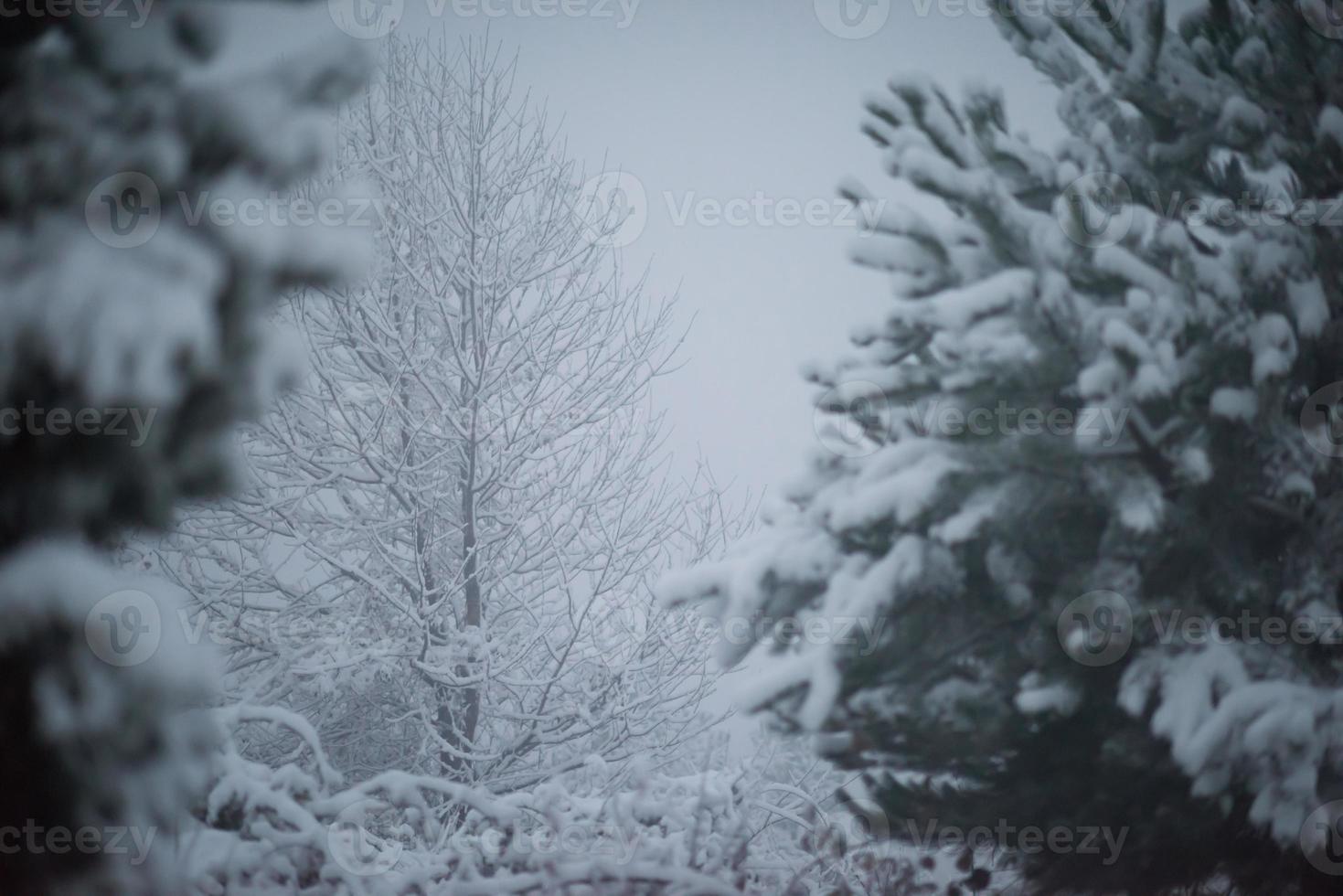 pino de hoja perenne de navidad cubierto de nieve fresca foto