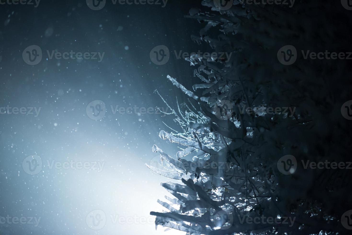 árbol cubierto de nieve fresca en la noche de invierno foto