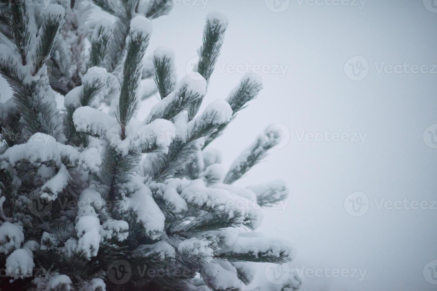 christmas evergreen pine tree covered with fresh snow photo