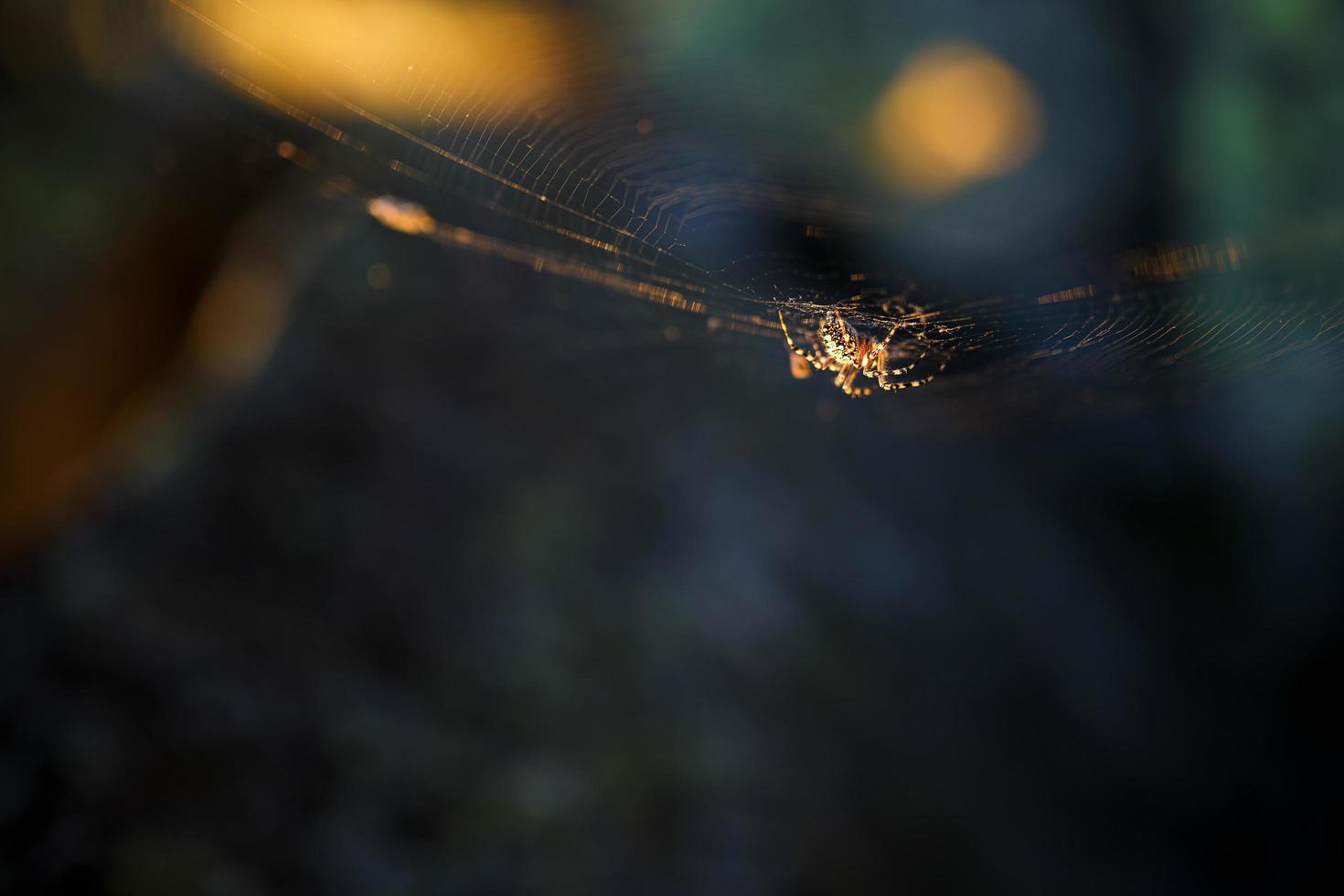 Spider on a web in the sun, in the forest photo