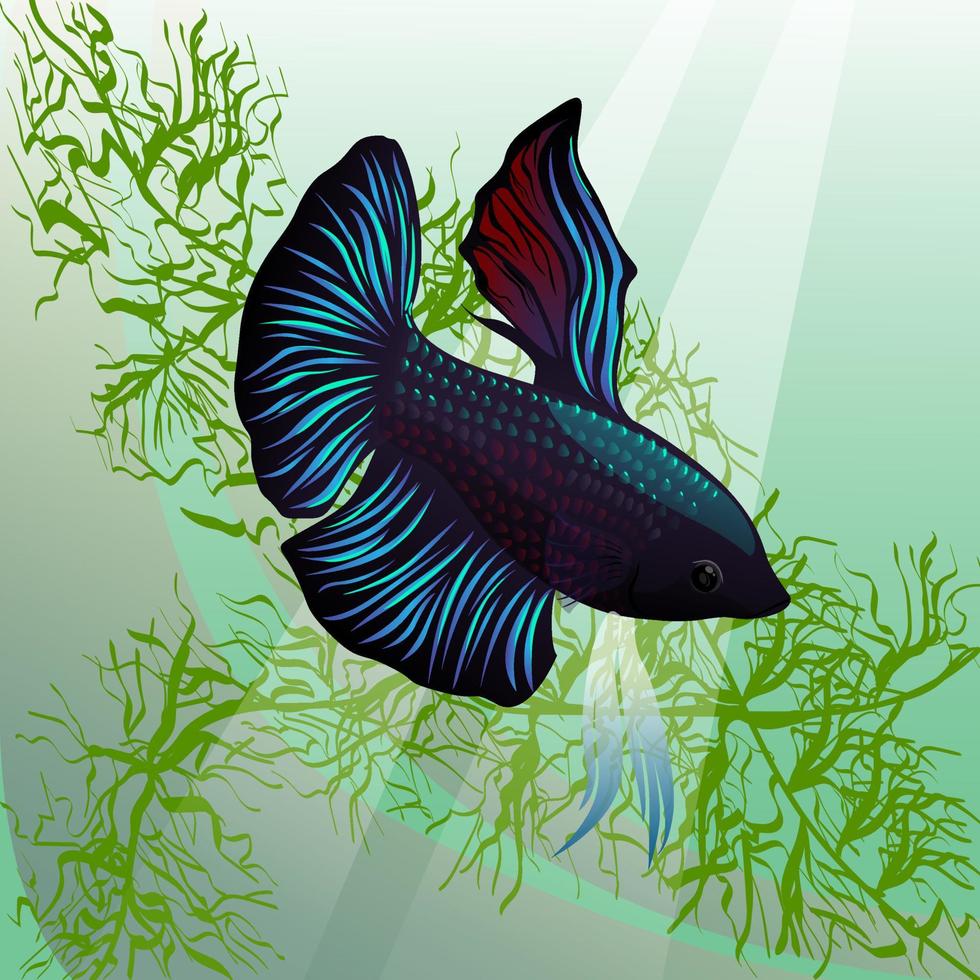 betta fish in the water vector