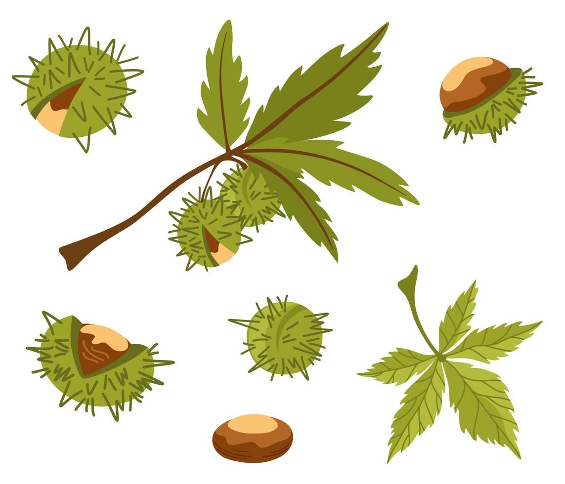 Chestnut Set. Organic food. Design elements for fabric, poster, packaging, banner and wrapping paper. Chestnut vector isolated icons.