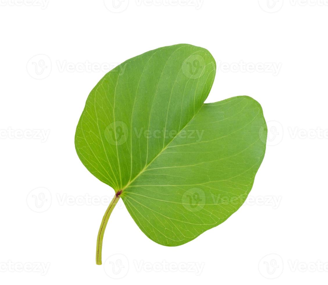 Green leaves pattern, autumn plant leaf isolated on white background,Goat's Foot Creeper,Ipomoea antidote jellyfish,Ipomoea pes-caprae photo