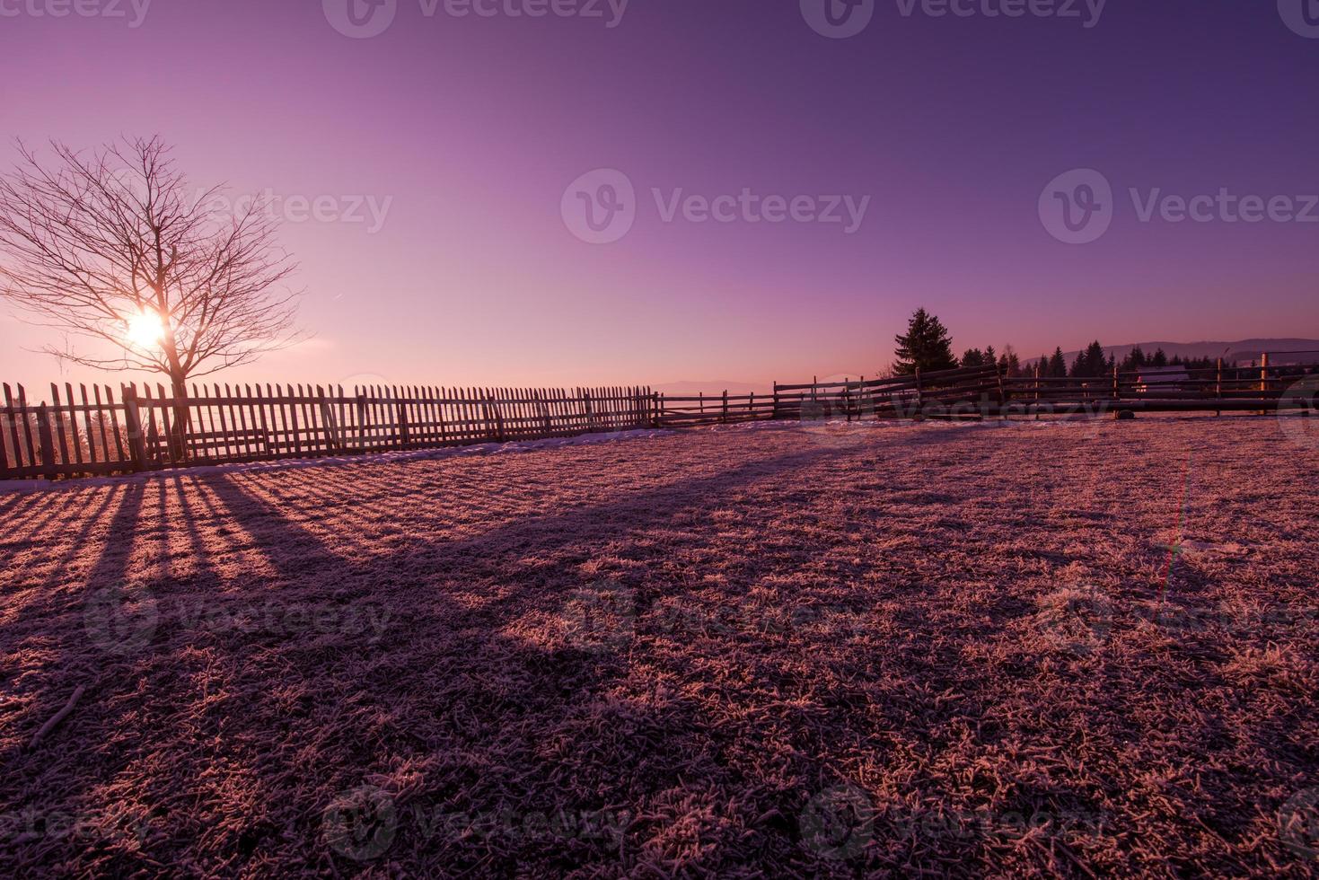 winter landscape scenic  with lonely tree photo