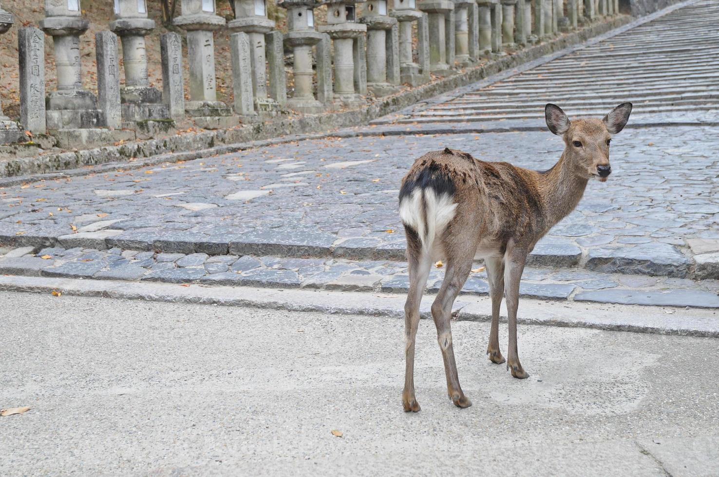 Japanese brown deer on an ancient stone road in Nara Japan photo