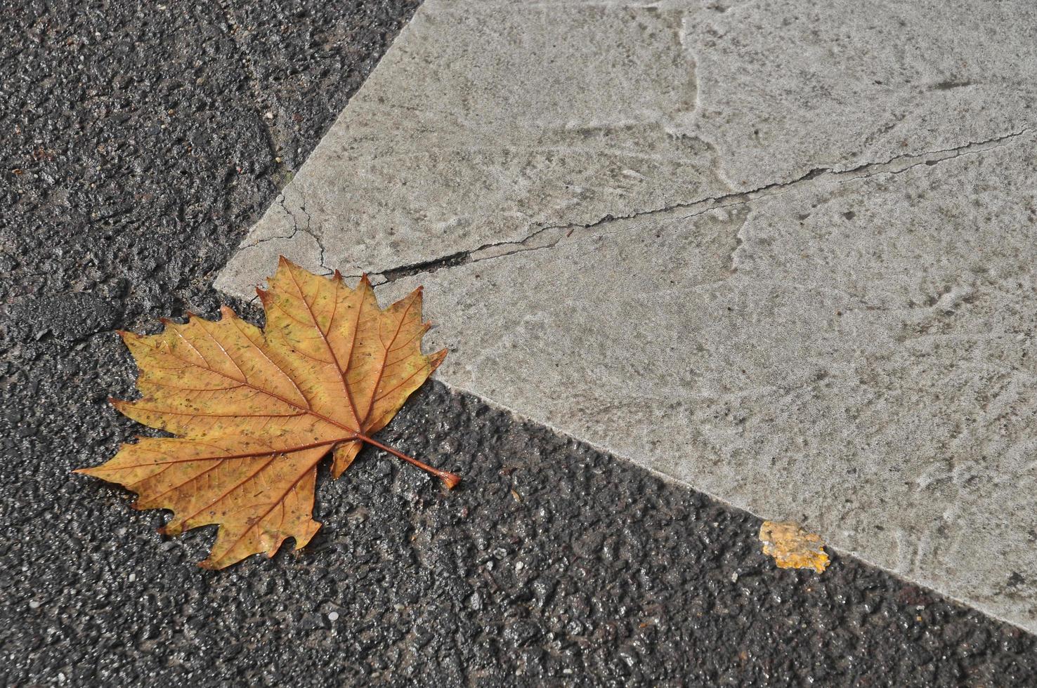 hoja de arce en la carretera de asfalto en otoño foto