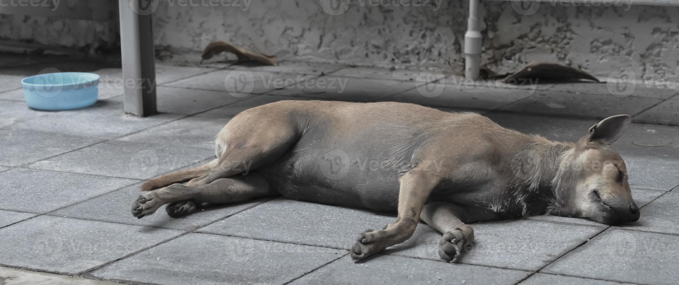 stray dog sleeping on the ground in Asia photo