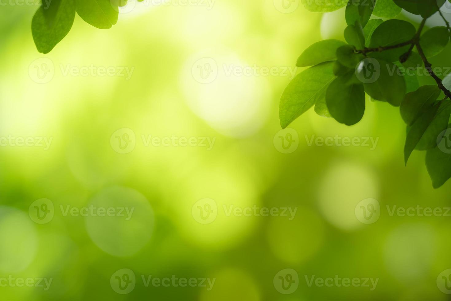 Closeup of beautiful nature view green leaf on blurred greenery background in garden with copy space using as background wallpaper page concept.i photo