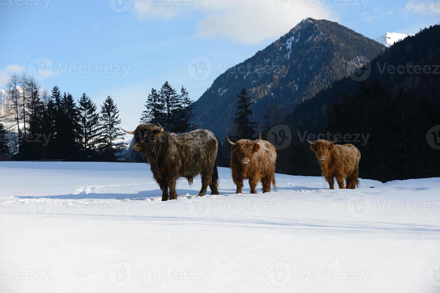 cow animal at winter photo