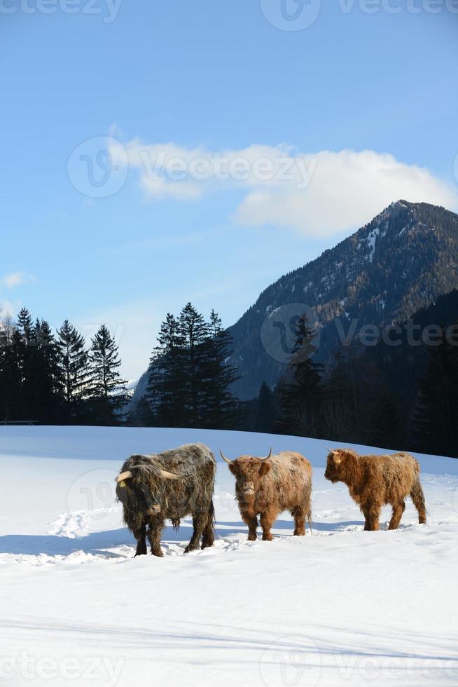 cow animal at winter photo