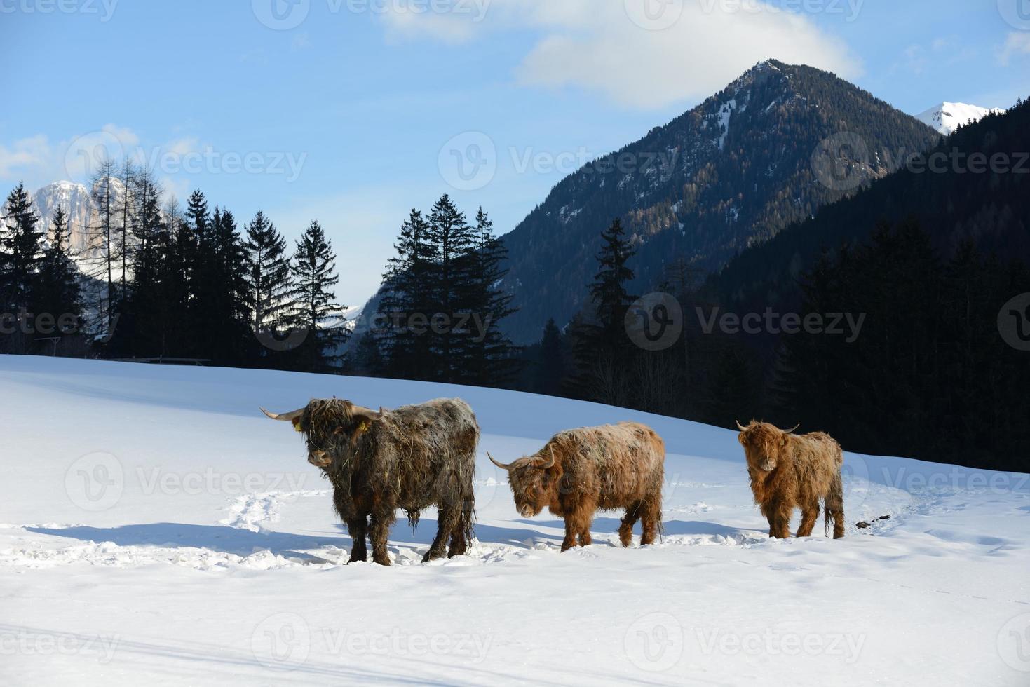 cow animal at winter photo