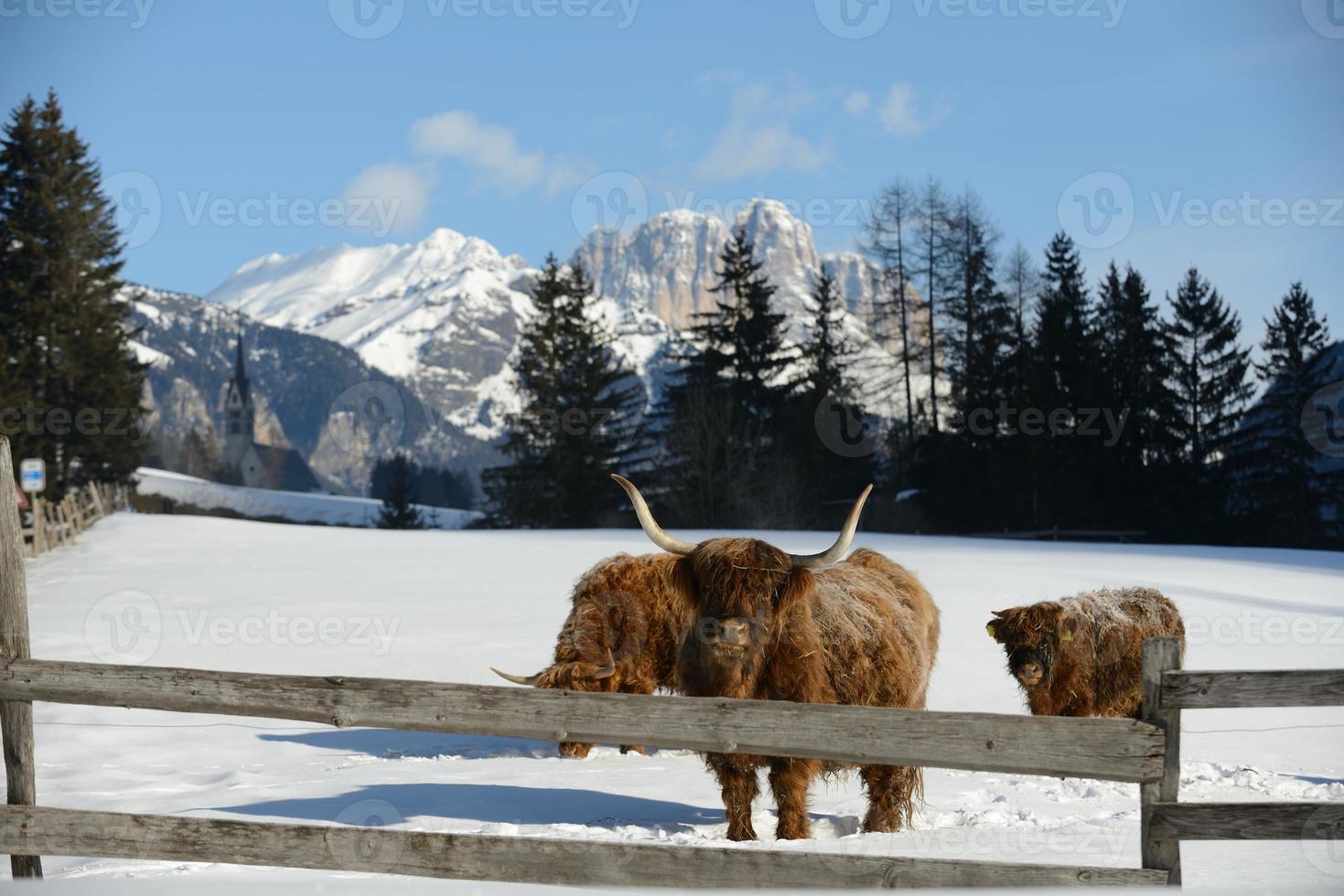 vaca animal en invierno foto