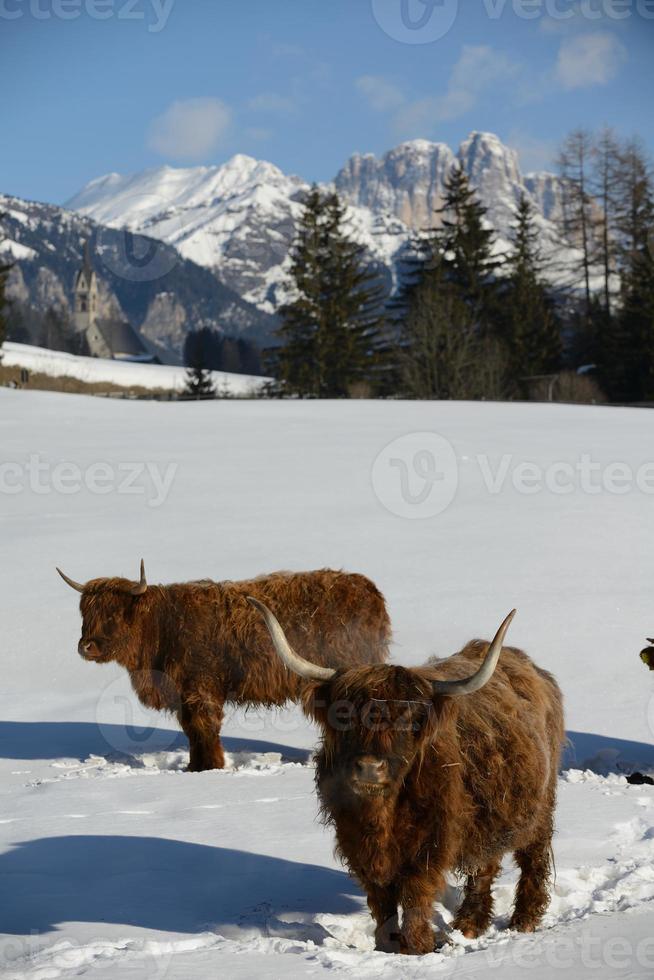 vaca animal en invierno foto