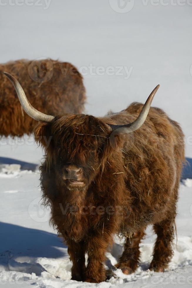 vaca animal en invierno foto