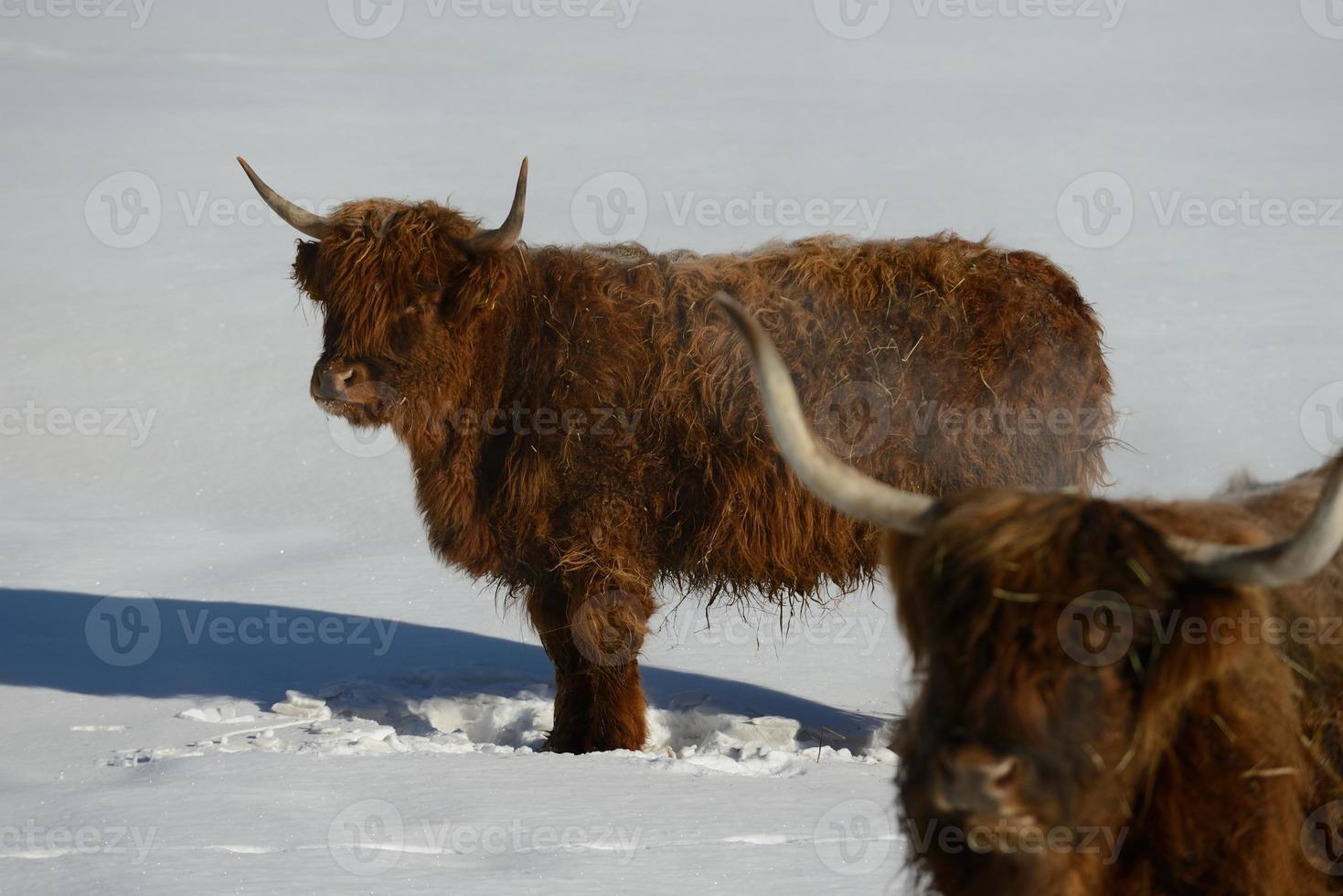 vaca animal en invierno foto