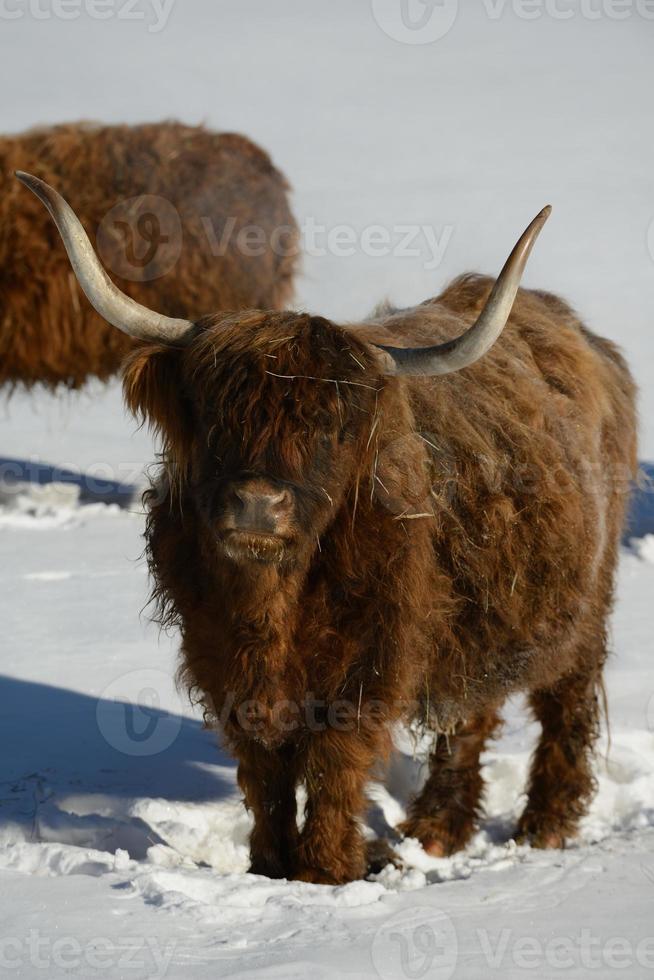 vaca animal en invierno foto