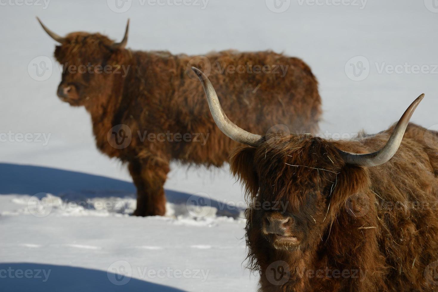 vaca animal en invierno foto