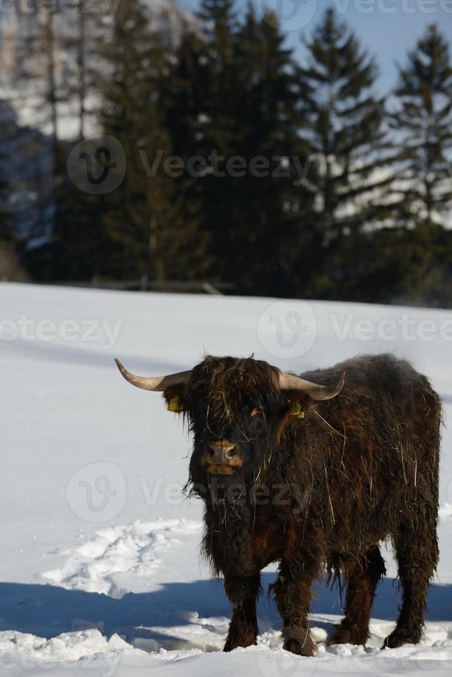 vaca animal en invierno foto