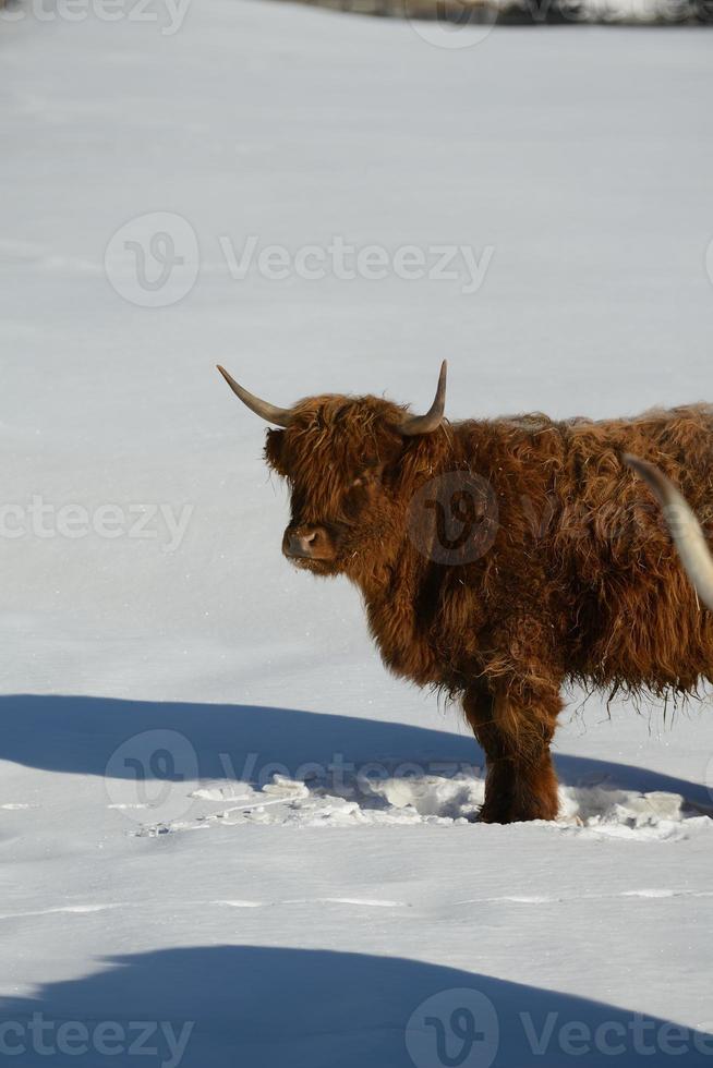 vaca animal en invierno foto