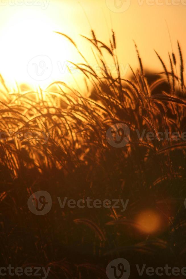 Reed grass flower in the sunset photo