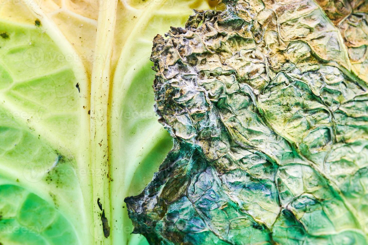 Rotten cabbage, macro, close up. photo