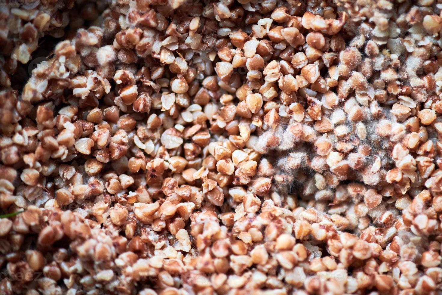 Moldy buckwheat, macro, close up. 10708646 Stock Photo at Vecteezy