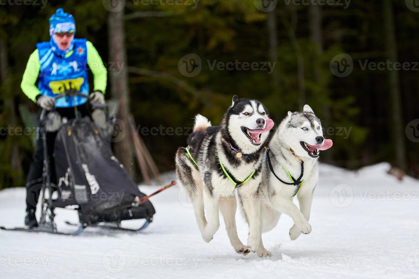 Husky sled dog racing photo