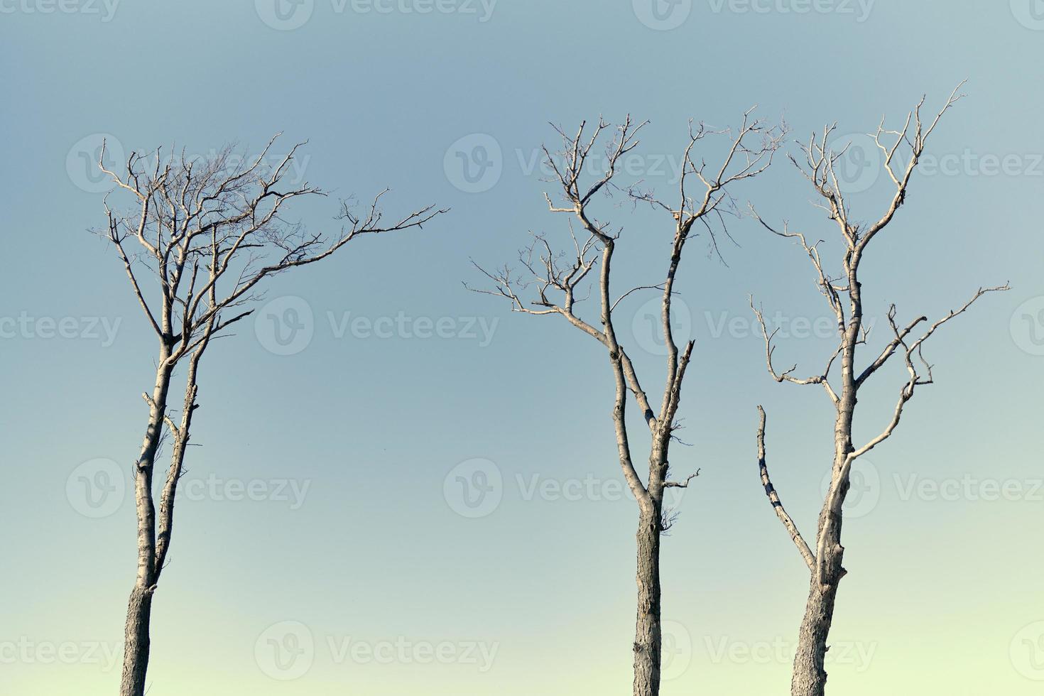 Beautiful bare branches of dead trees against bright blue sky background, close up photo