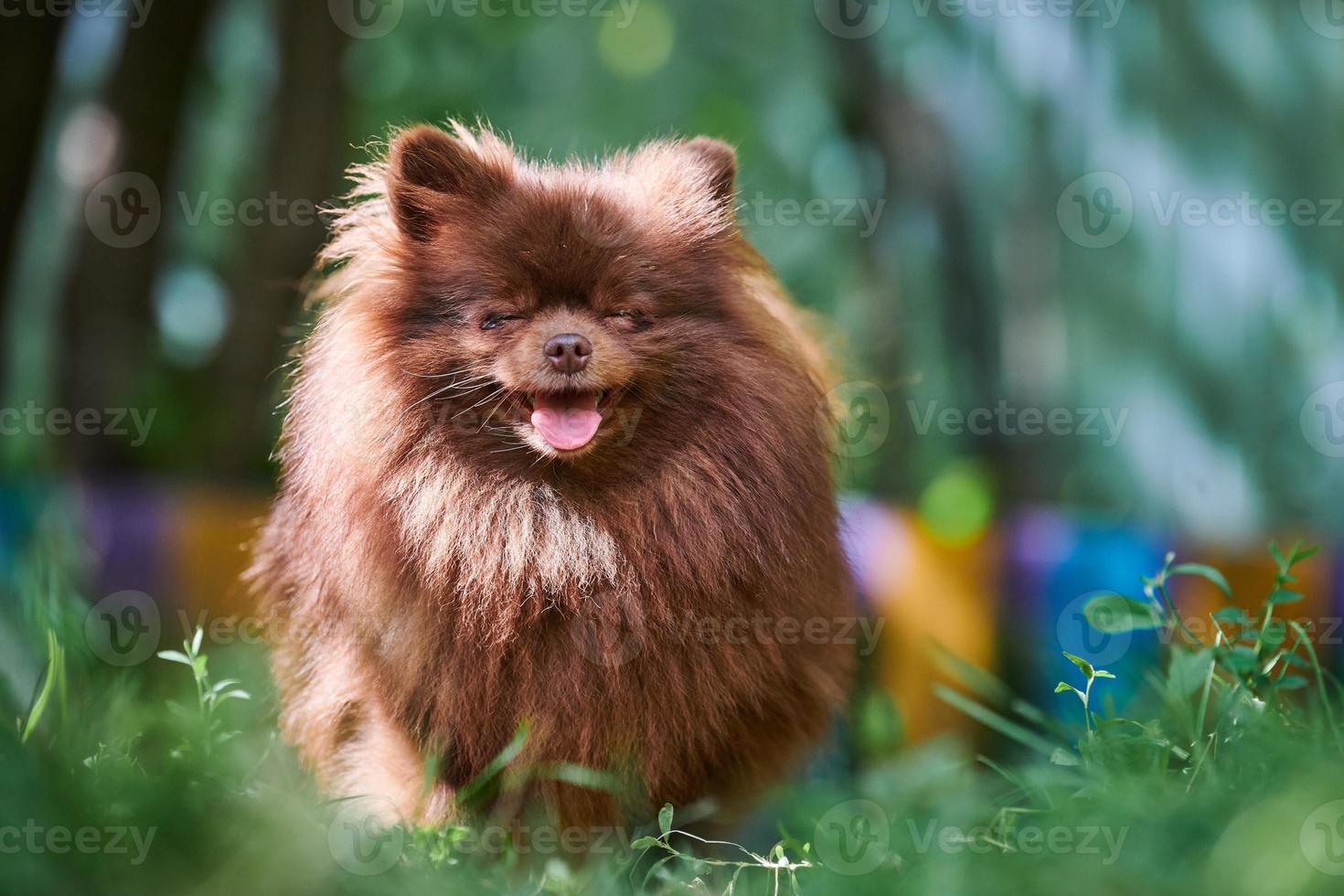 perro marrón pomeranian spitz en el jardín foto