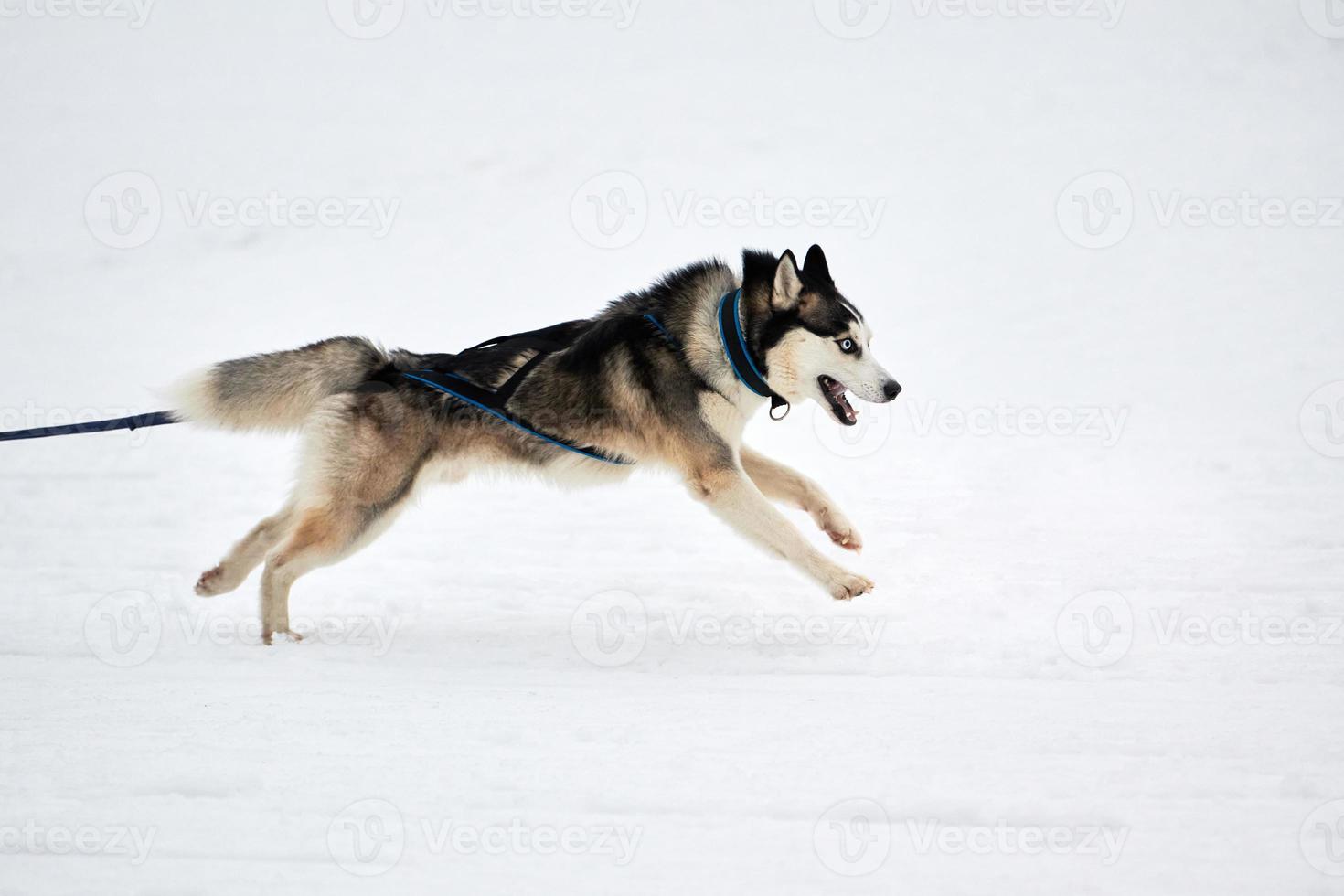 Running Husky dog on sled dog racing photo