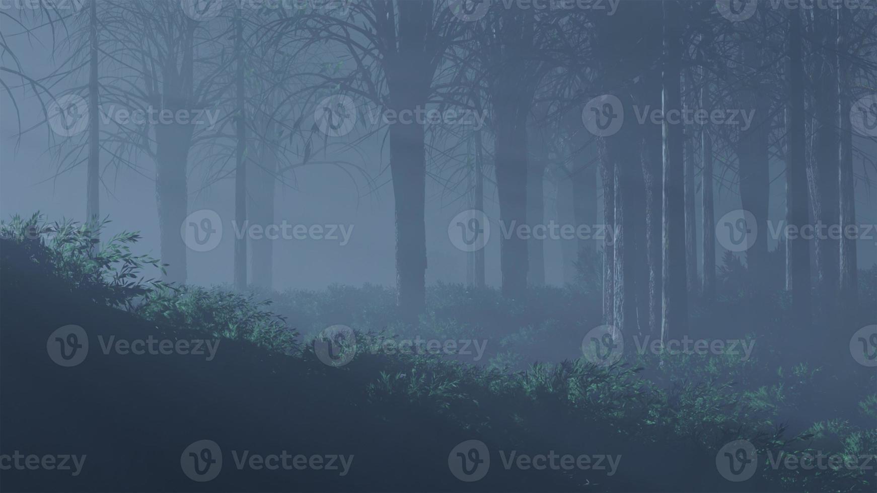 morning mist in the forest - Beautiful landscape - Drawing meadow in tropical forest photo